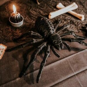 Araignée velours noir